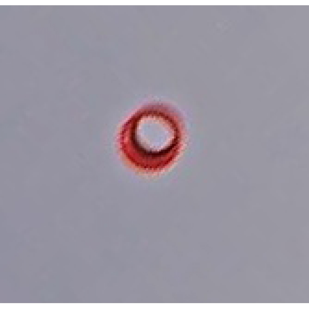 PD SdE écrou de serrage,bouton-poussoir PD SdE écrou de serrage,bouton-poussoir