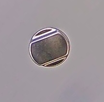 Abdeckkappe Drehknopf