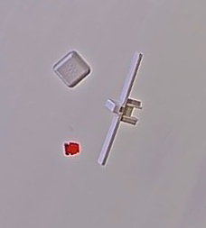 KIT PULSANTE LUCE+SWITCH VEL.+GEM.QUAD. KIT PULSANTE LUCE+SWITCH VEL.+GEM.QUAD.