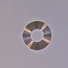 ET SD SET Basis Rosette Edelstahl ET SD SET Basis Rosette Edelstahl