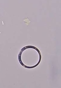 Colerette Anthracite Colerette Anthracite