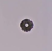 MAGNETE NS01.2344 Ø 23 h4 N35 Nichel